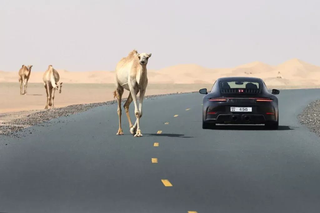 بورش 911 كاريرا 2025 تظهر في صور تجسسية بدون تمويه تقريبًا - صورة 2